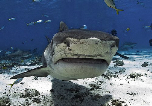Emma the Tiger Shark comes in for a closer look during a ... by Steven Anderson 